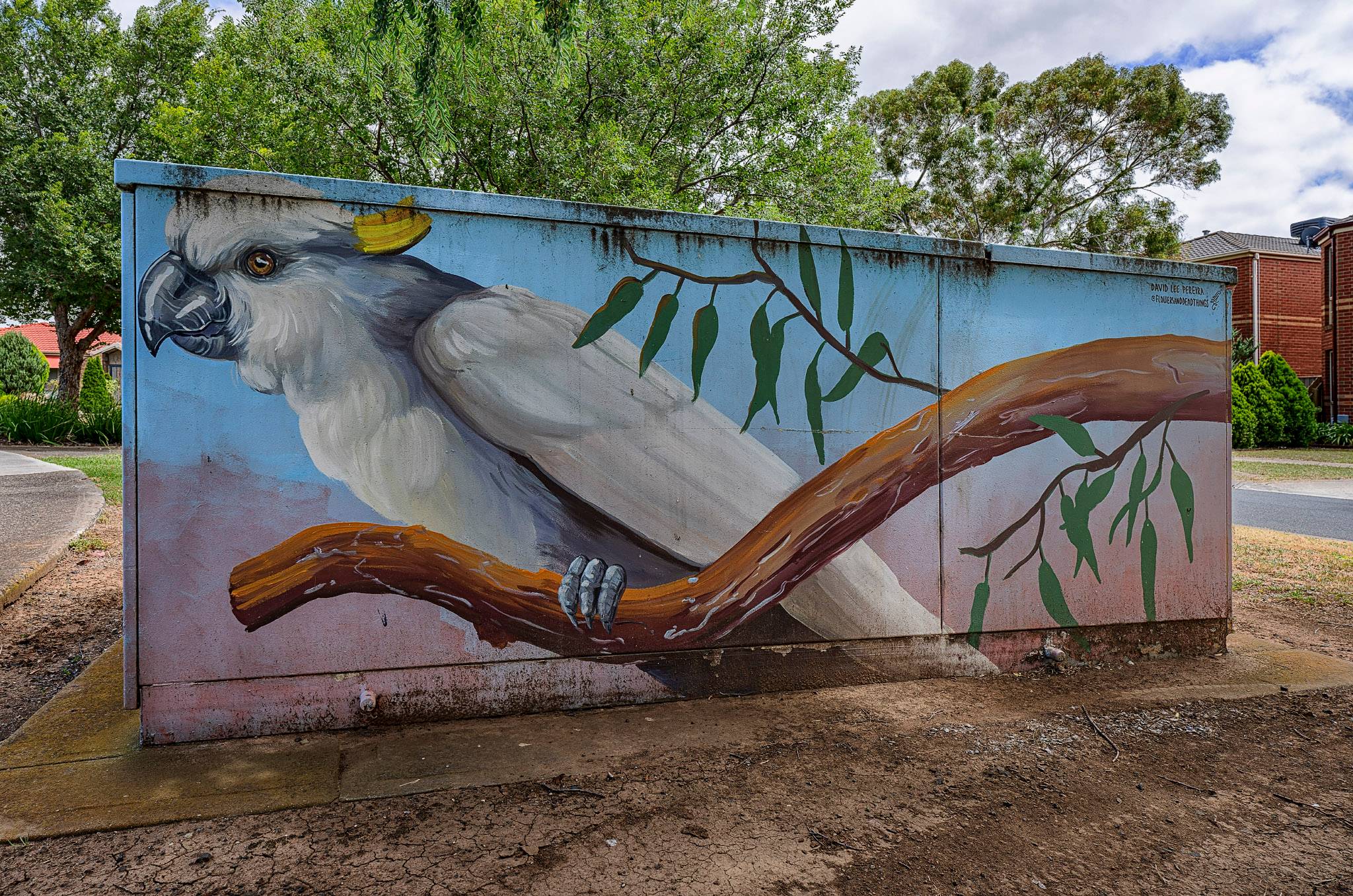 David Lee Pereira&mdash;Sulphur-crested Cockatoos