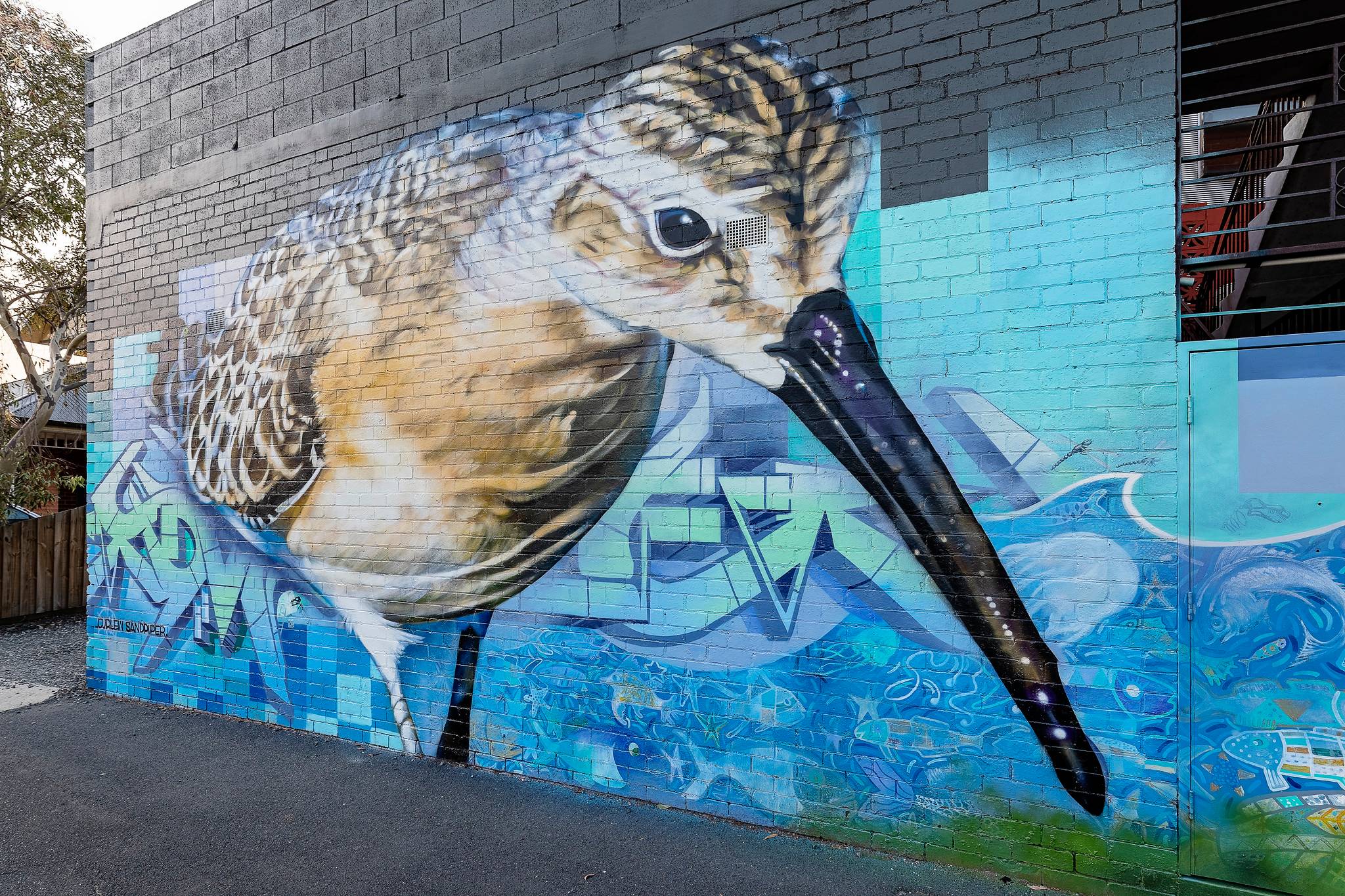 Dvate&mdash;Curlew Sandpiper