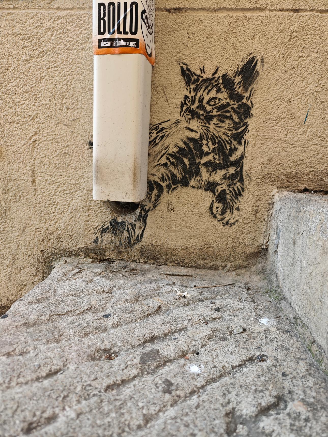 Sp.ray—Cat