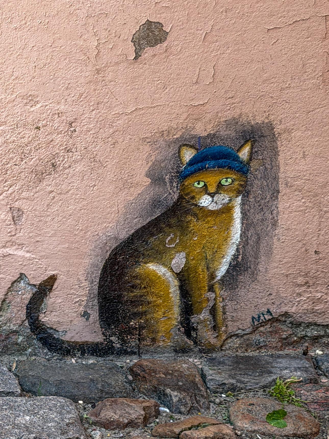 —Katze mit blauer Mütze