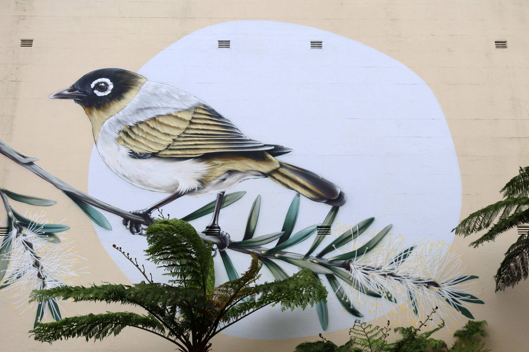 Thomas Jackson&mdash;Black-headed Honeyeater