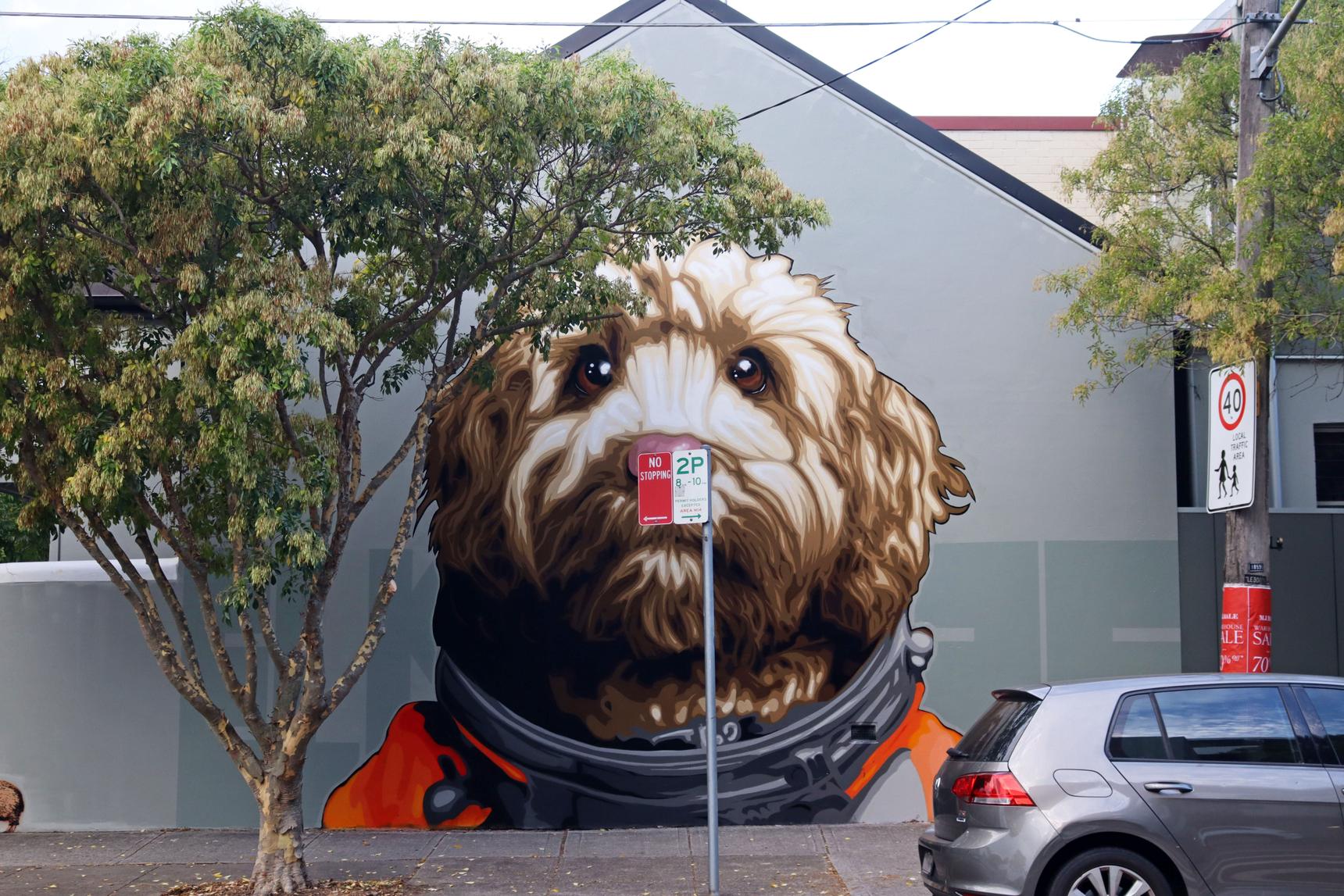 ELK—Dean the Cavoodle