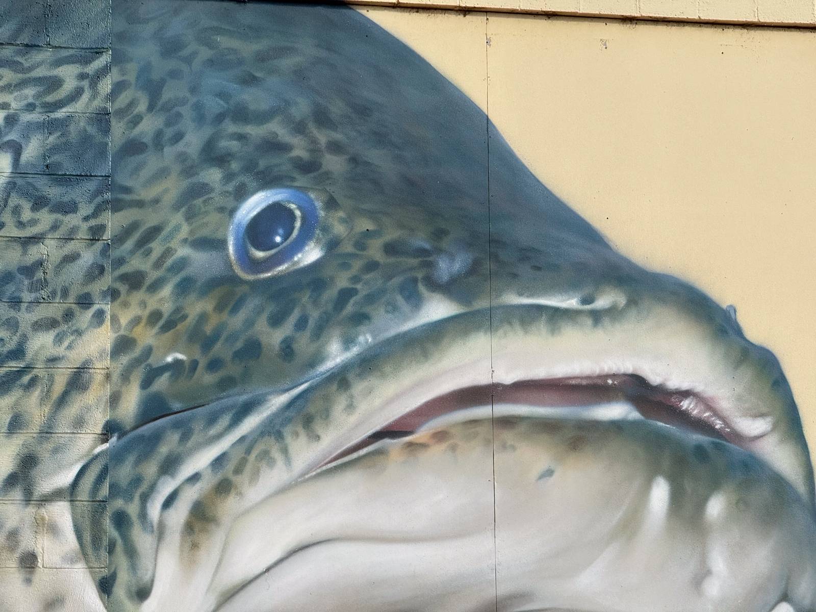 Dvate—The Murray Cod