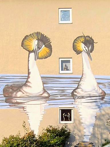 Baltsende futen / Bantering grebes