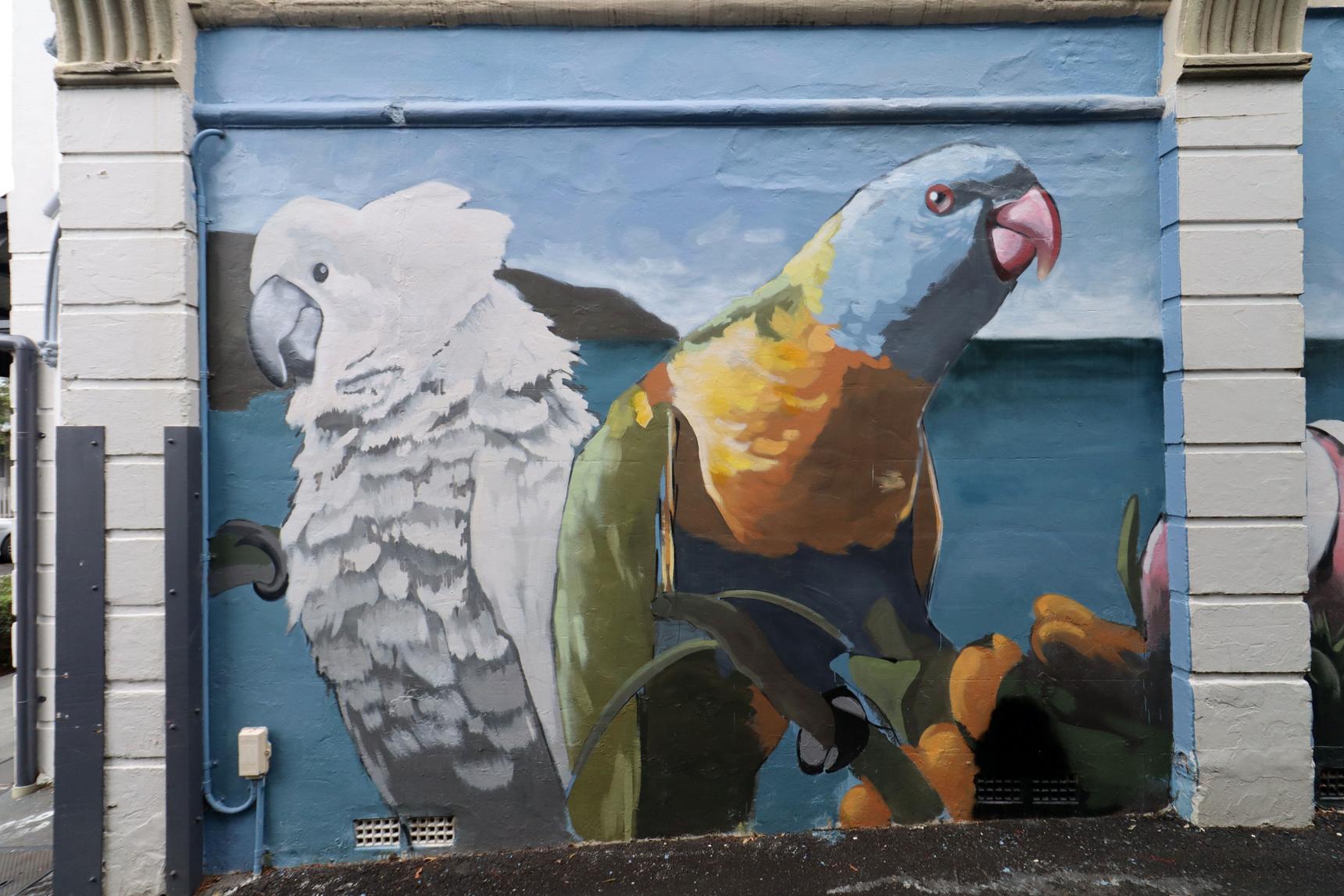 Elbows—Native Birds