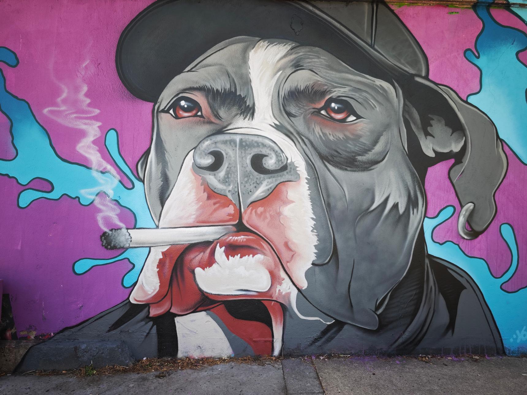 Snake—Un dog a la cool ...