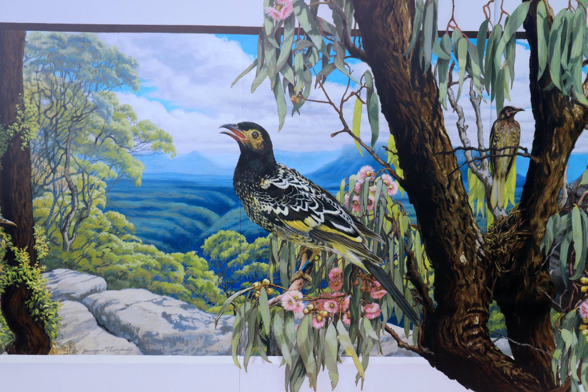 Jenny McCracken&mdash;Regent Honeyeater