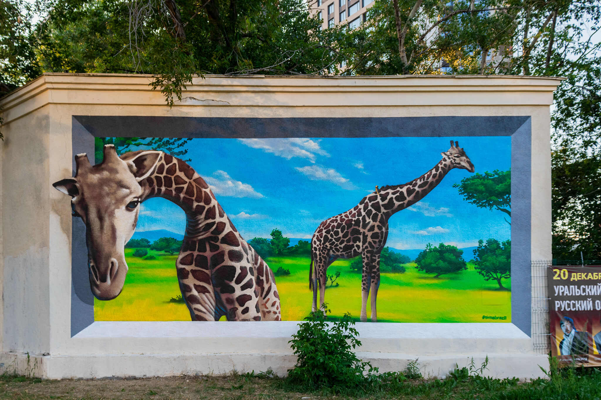 Timur Brazil&mdash;Giraffes