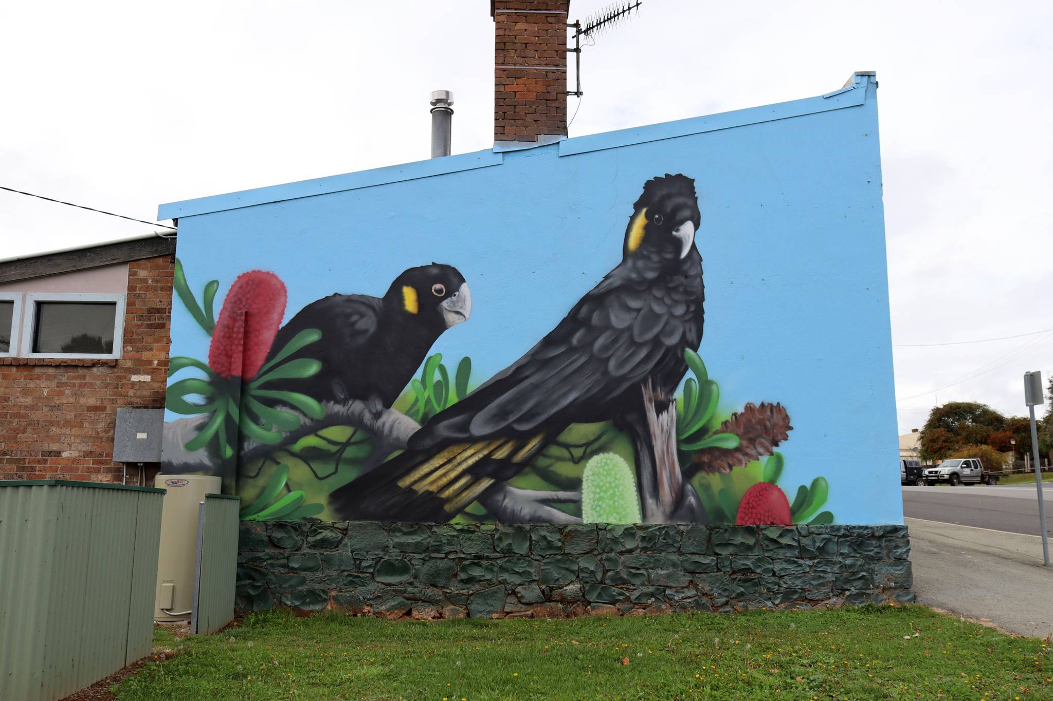 Uncle Cuggs&mdash;Yellow-tailed Black Cockatoos