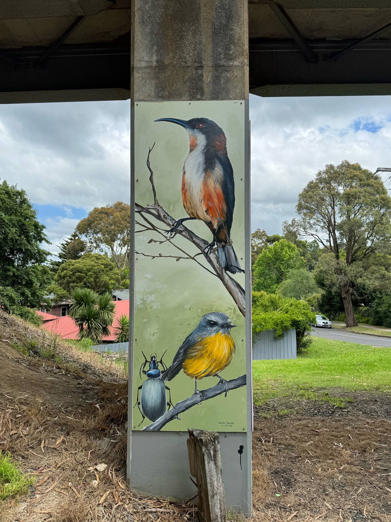 Jacob Arnold&mdash;Eastern Spinebill / Eastern Yellow Robin