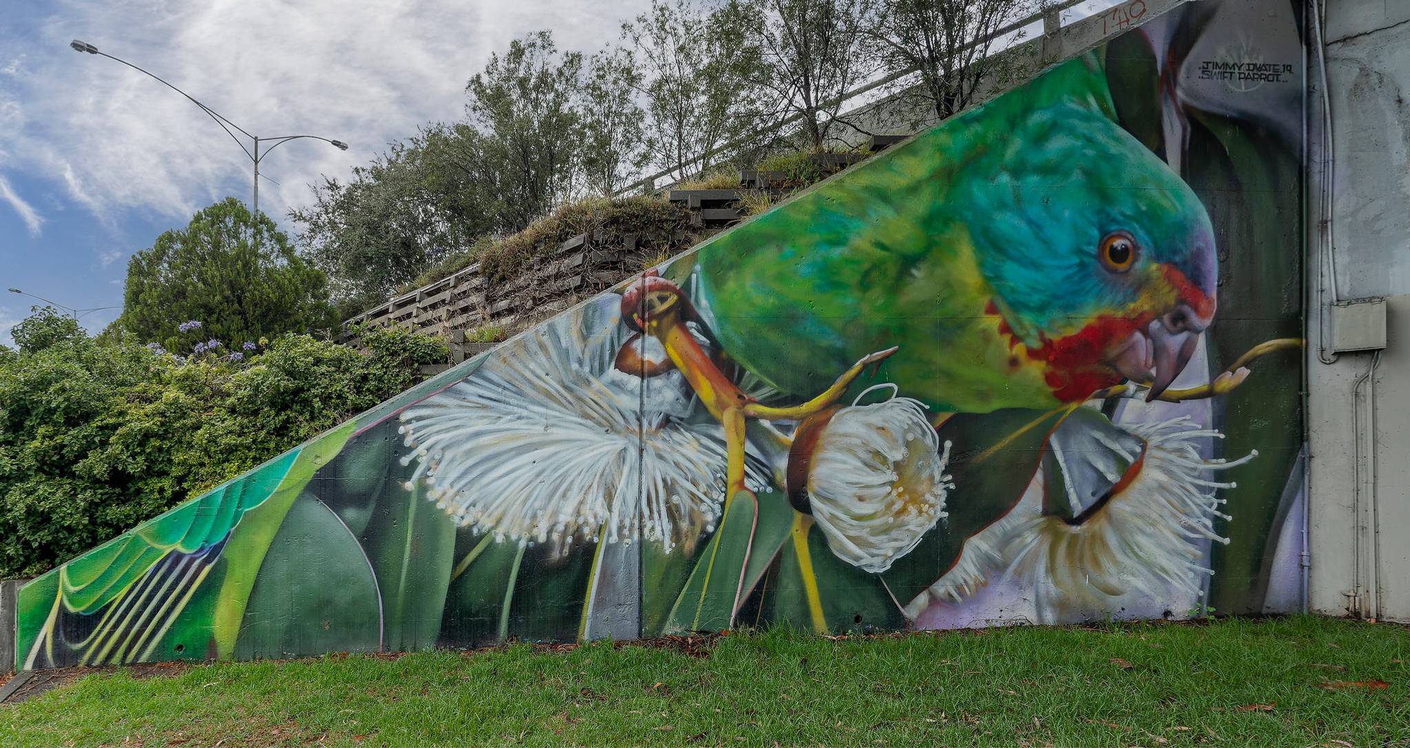 Dvate&mdash;Musk Lorikeet