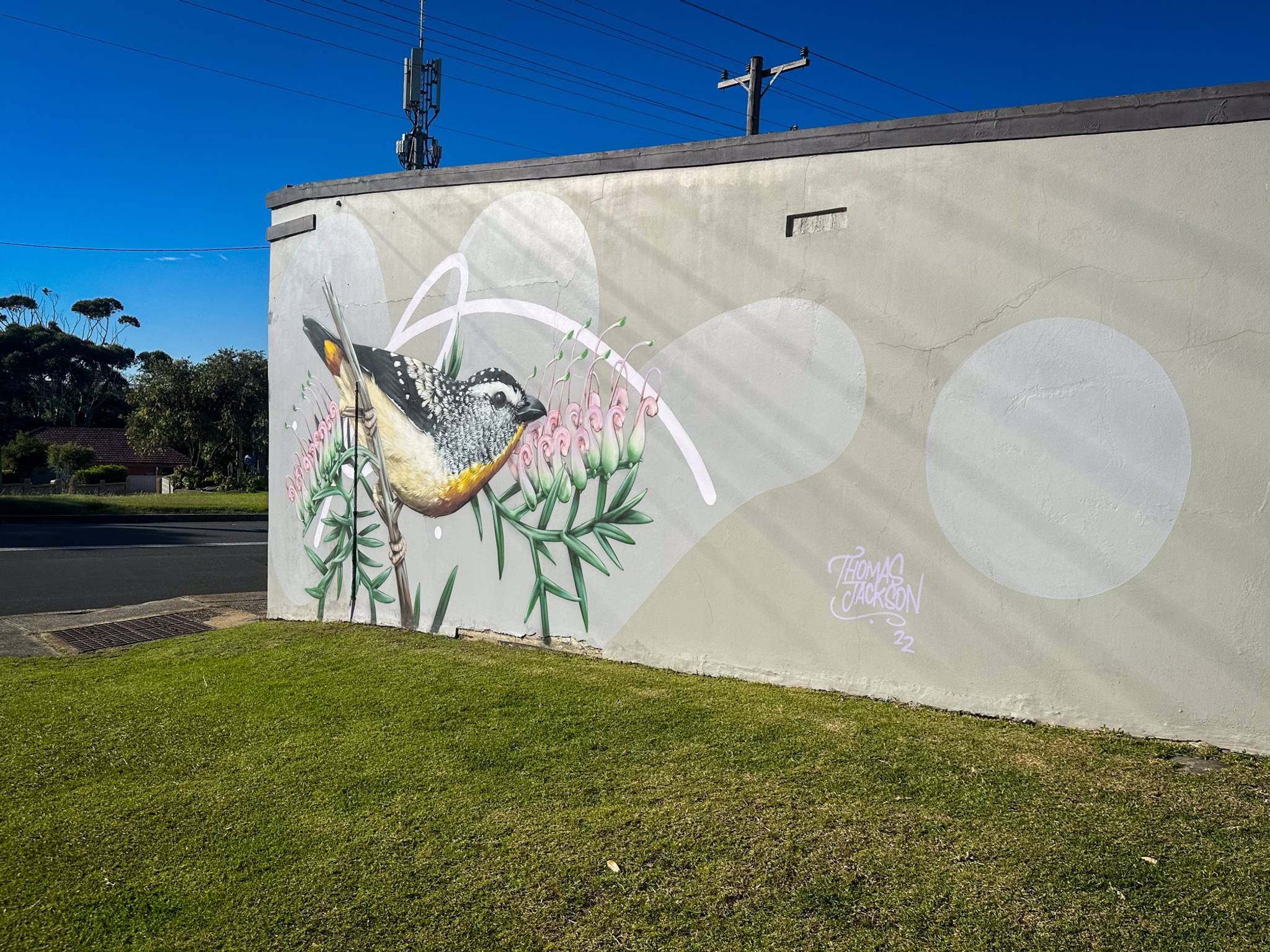 Thomas Jackson&mdash;Spotted Pardalote on Grevillea Rivularis