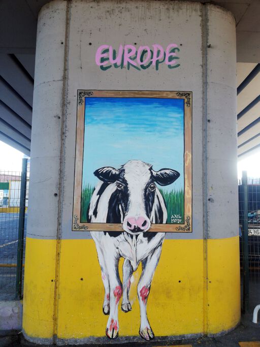 Cow of Europe