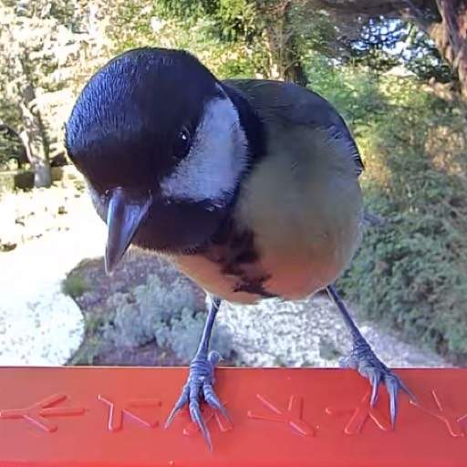 RandomBirder