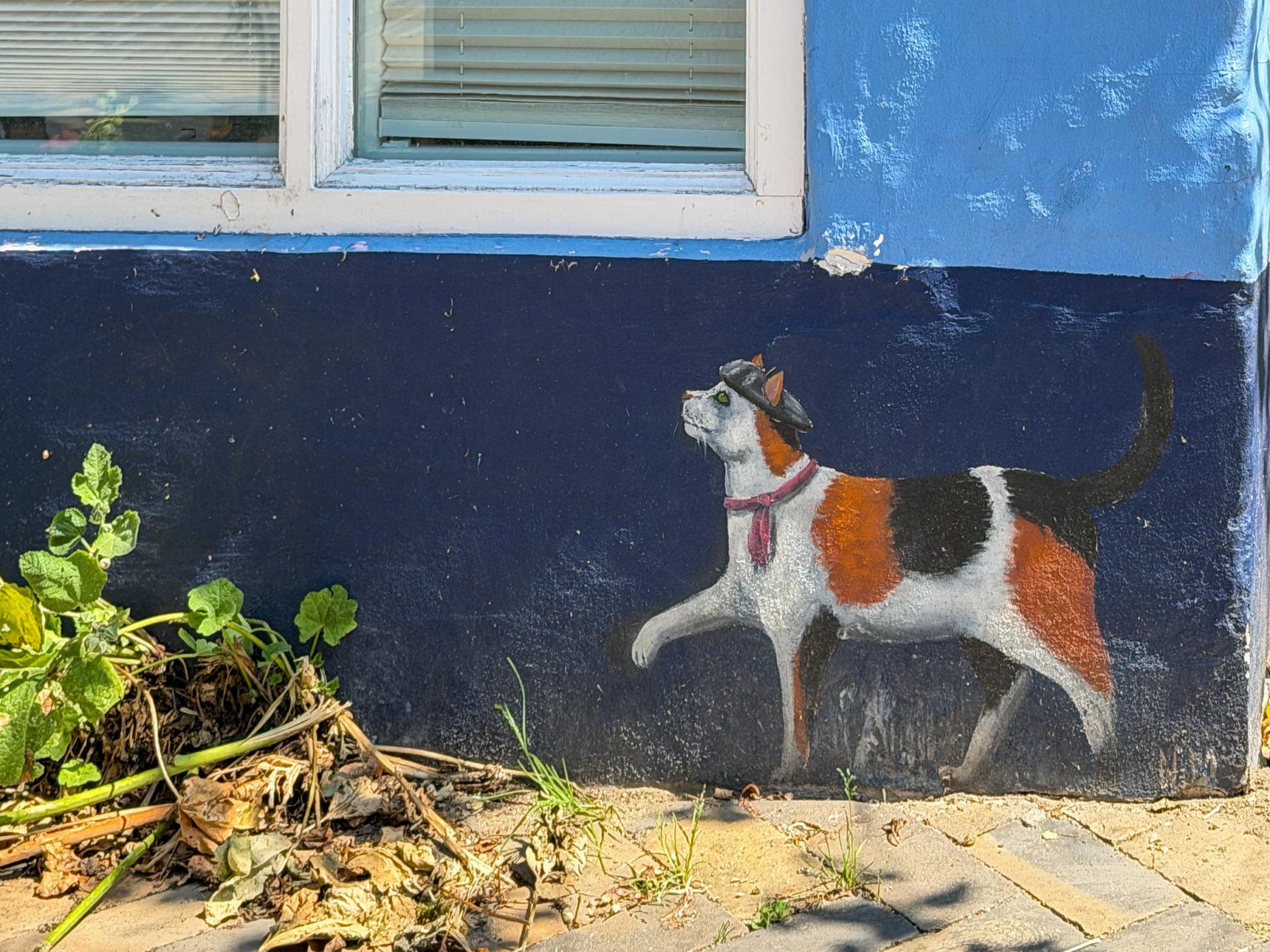 N.M.—Bunte Katze
