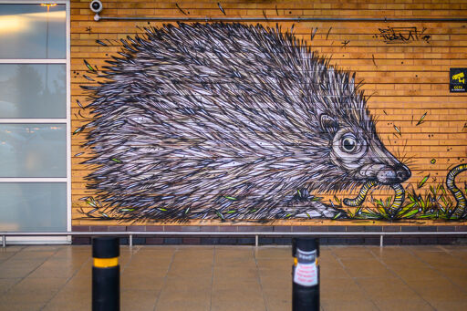 Hedgehog - Take a Walk on the Wild Side.