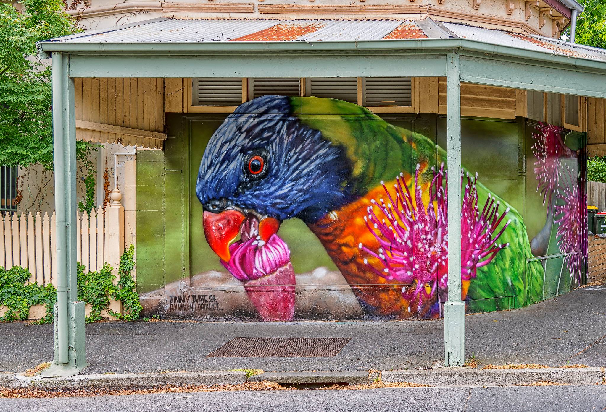 Dvate&mdash;Rainbow Lorikeet