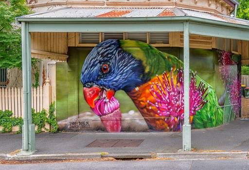 Rainbow Lorikeet