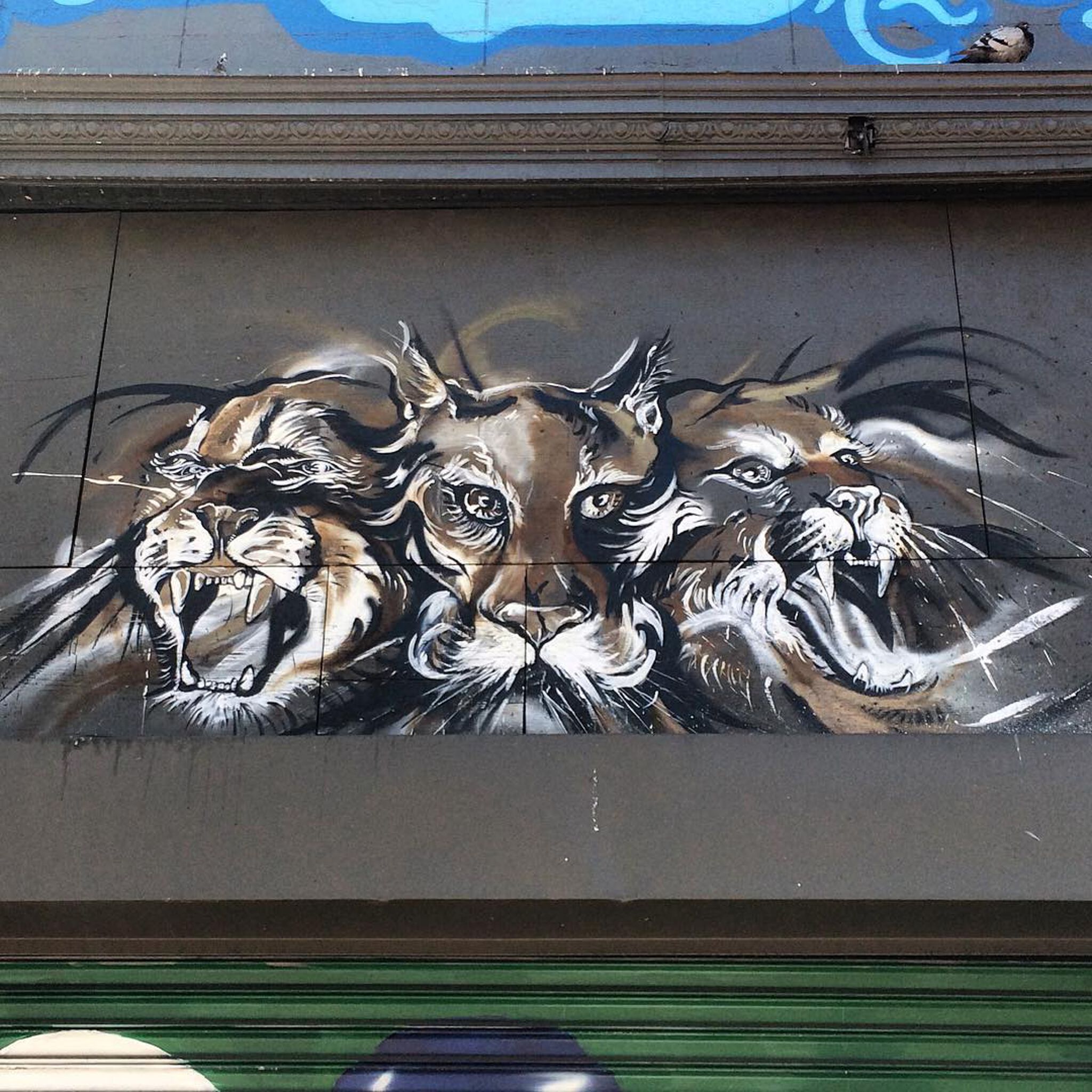 Unknown - San Francisco&mdash;Big Cats