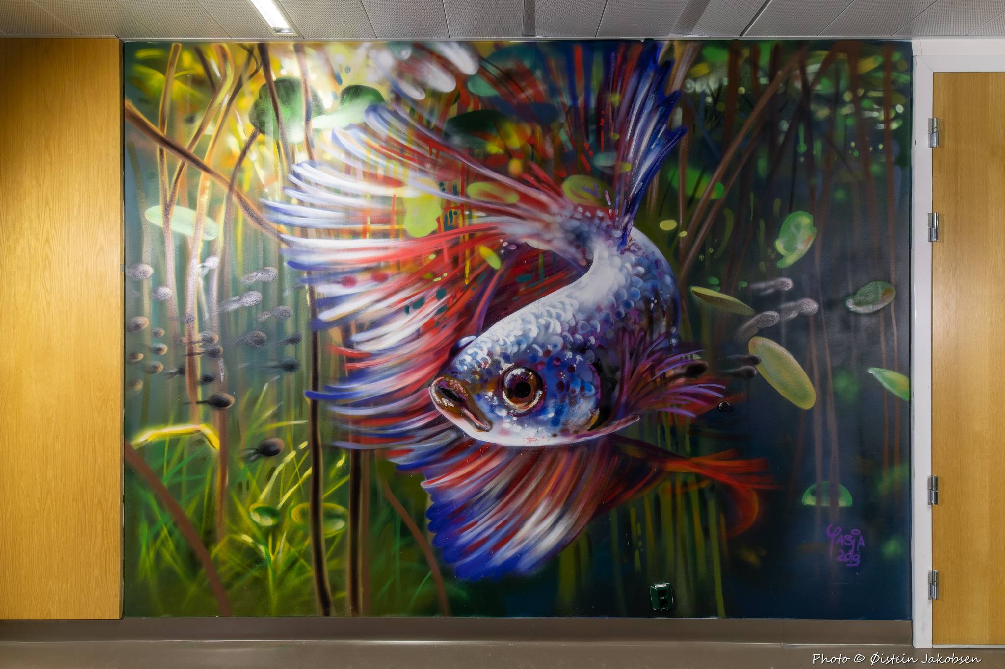 Yasja Ligteijn&mdash;The Betta Splendes