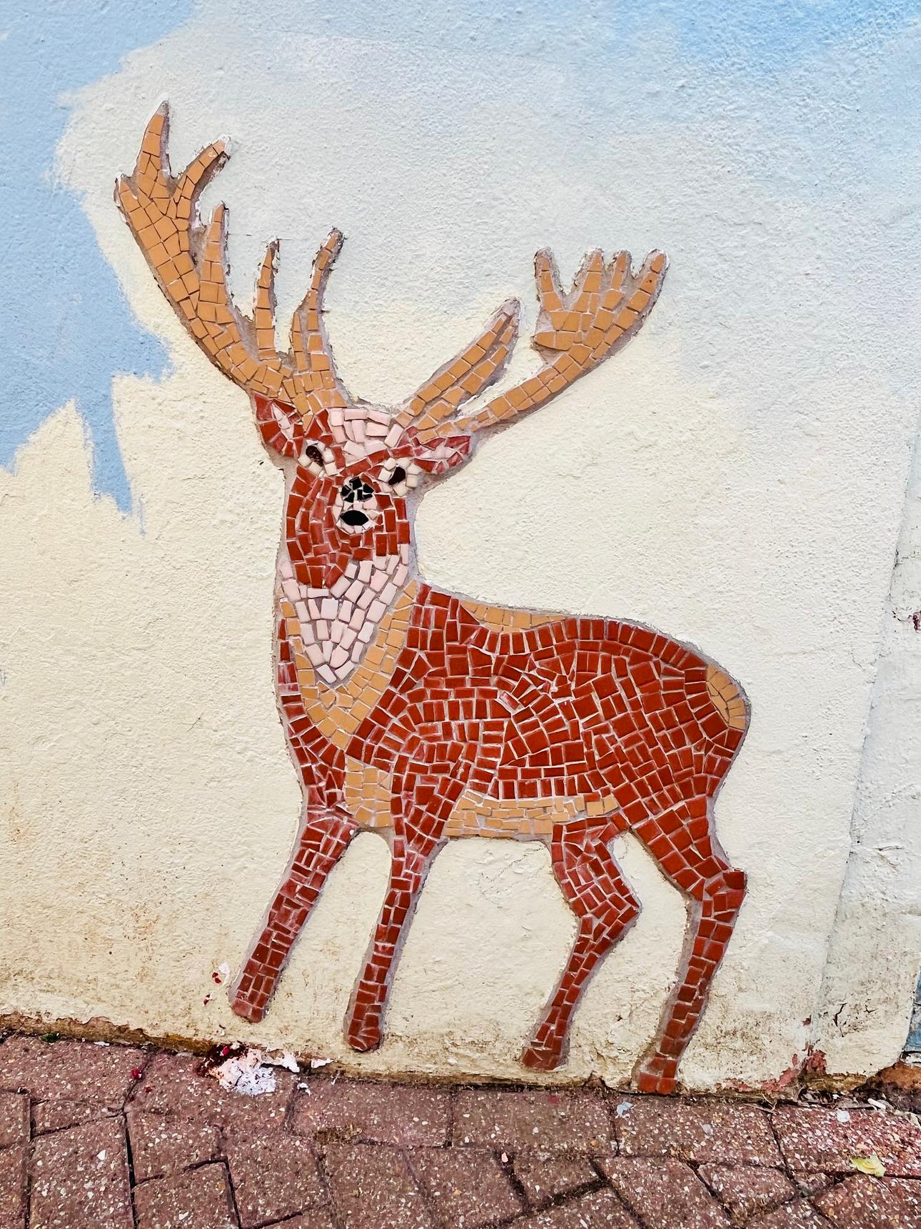 Save The World Club—Wildlife of Kingston